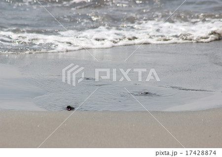 釜磯の湧き水 17428874