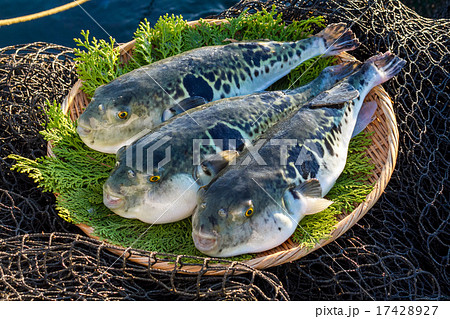 ふぐ ふぐ 17428927