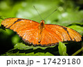 Julia Heliconian Dryas Julia 17429180