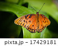 Queen Danaus Gilippus 17429181