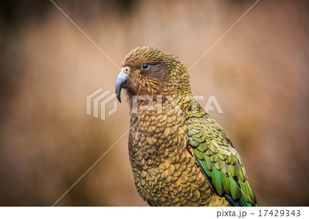 close up kea birds with blur 17429343