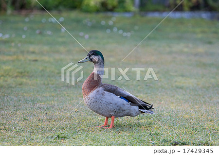 beautiful feather ,plumage of wild Mallard duck beautiful feather ,plumage of wild Mallard duck 17429345