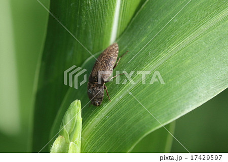 生き物　昆虫　サビキコリ、木の幹にいると見過ごしそうですが緑の中ではバレバレです 17429597