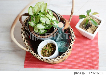 シンゴニウムとマンゴーの新芽 17429762