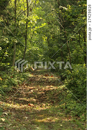 森の小道の写真素材