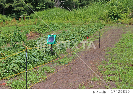 畑の電気柵 17429819