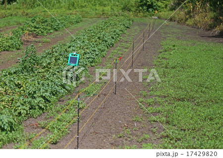 畑の電気柵 17429820