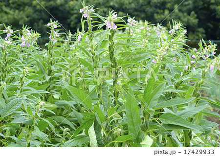ゴマの花 ゴマ ゴマの花 ゴマ 17429933