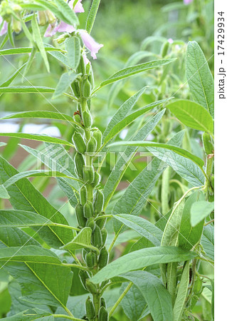 ゴマの花　ゴマ 17429934