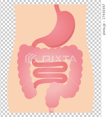 Gastrointestinal digestive tract 17430397