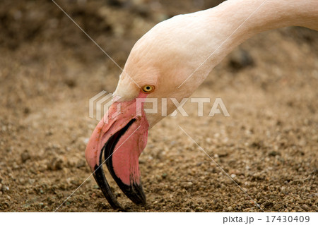 Beautiful American Flamingos on eng in nest 17430409