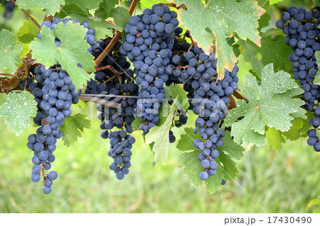 ワイン用ぶどう 17430490