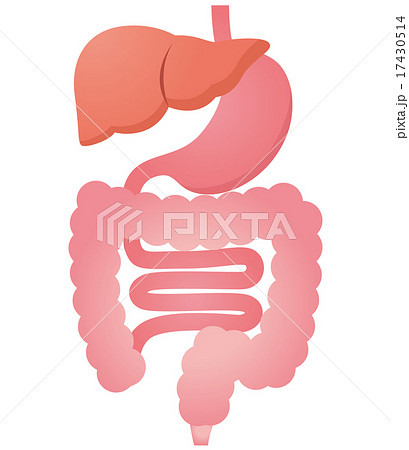 胃 腸 肝臓のイラスト素材 17430514 Pixta