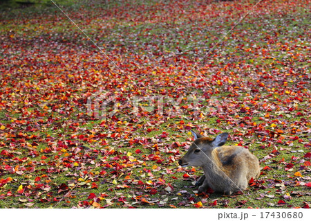 晩秋 奈良公園の子鹿 晩秋 奈良公園の子鹿 17430680