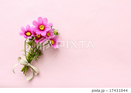 コスモスの花束 横 の写真素材