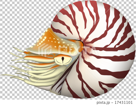 オウムガイ (ベクター) オウムガイ (ベクター) 17431101