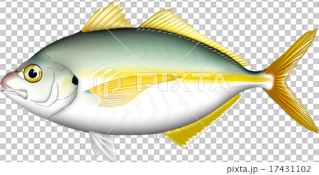 シマアジ　（ベクター） 17431102