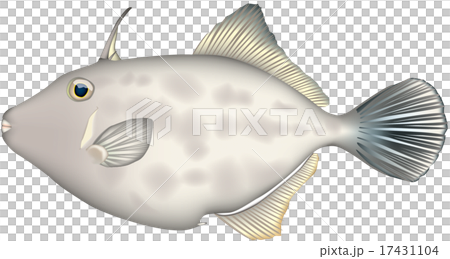 魚類插圖:絲鰭魚(一種扳機魚),向量格式,白色背景(PNG 具有透明背景),單張圖片。 魚類插圖:絲鰭魚(一種扳機魚),向量格式,白色背景(PNG 具有透明背景),單張圖片。 17431104