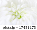 Close-up chrisanthemum 17431173
