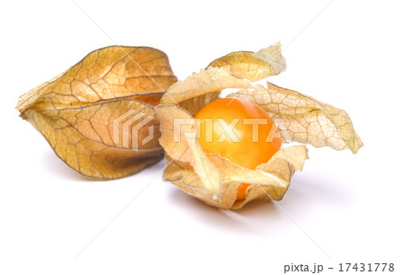 physalis physalis 17431778