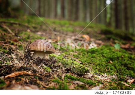 Edible mushrooms - boletus edulis Edible mushrooms - boletus edulis 17432389