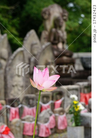 ハスの花と石仏 17432423