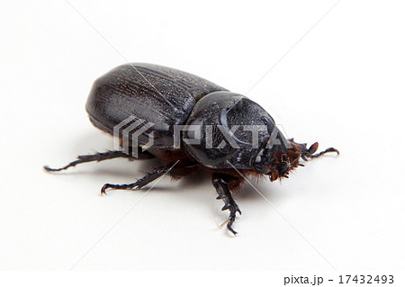 big unicorn beetle on white big unicorn beetle on white 17432493