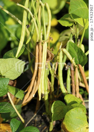 十勝の小豆 十勝の小豆 17432907