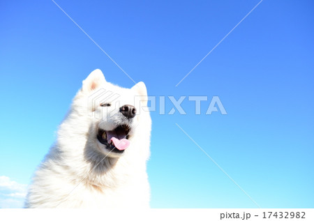 微笑み♪ 微笑み♪ 17432982