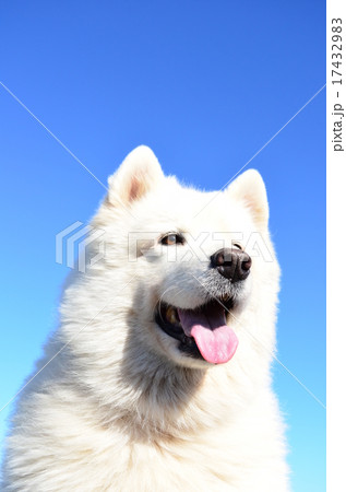 爽やか~♪ 爽やか~♪ 17432983