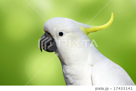 cockatoo 17433141