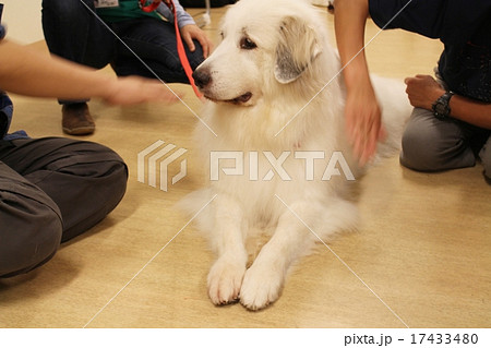 アニマルセラピー犬 グレートピレニーズの写真素材