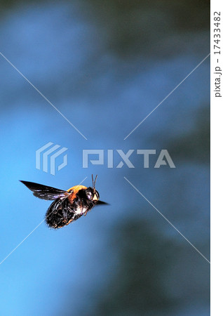 クマバチのホバリング 17433482