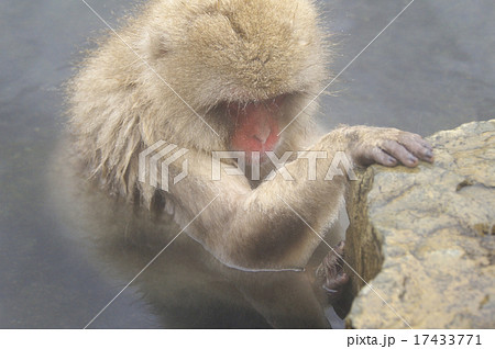 反省猿の写真素材 反省猿の写真素材