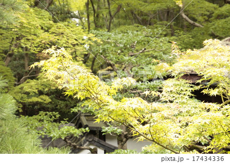 もみじ もみじ 17434336