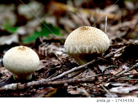 秋は茸-ホコリタケ 17434392