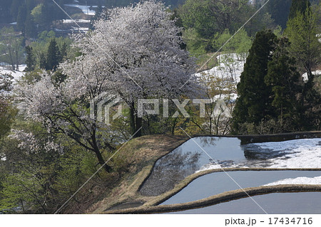 棚田と桜　 17434716