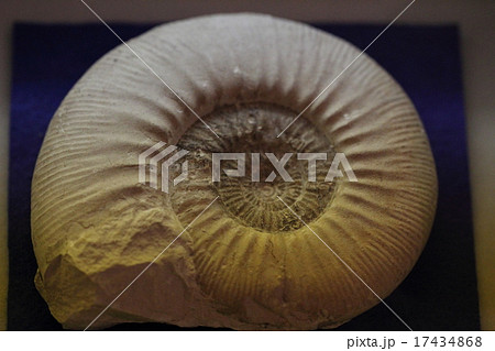 アンモナイトの化石 アンモナイトの化石 17434868
