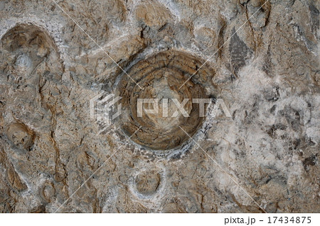 アンモナイトの化石 17434875