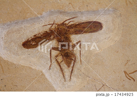 ゴキブリの化石 ゴキブリの化石 17434925