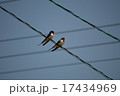 燕 17434969