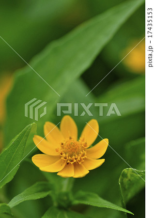 メランポジウム 17435153