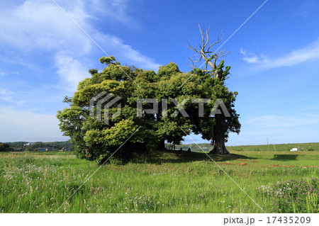 熊野前古墳(千葉県君津市) 熊野前古墳(千葉県君津市) 17435209