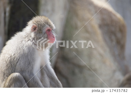 さる-横位置の写真素材 [17435782] - PIXTA