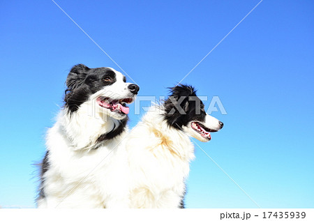 爽やか♪ 爽やか♪ 17435939