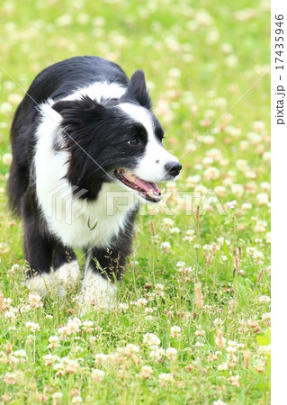 ウフフ♪ ウフフ♪ 17435946