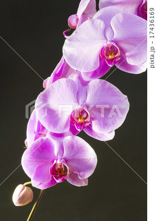 胡蝶蘭 胡蝶蘭 17436169