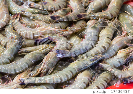 Fresh shrimp at the market Fresh shrimp at the market 17436457