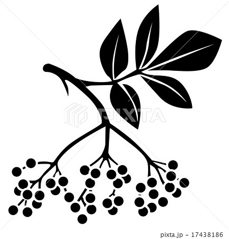 Black elderberry 17438186