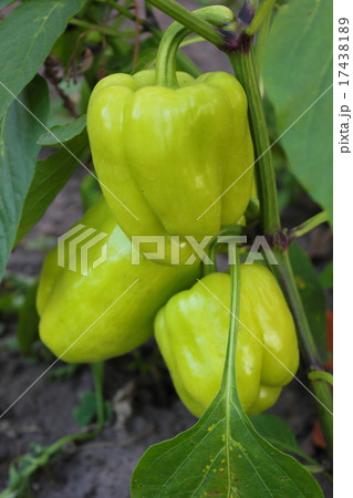 Bulgarian pepper. Bulgarian pepper. 17438189